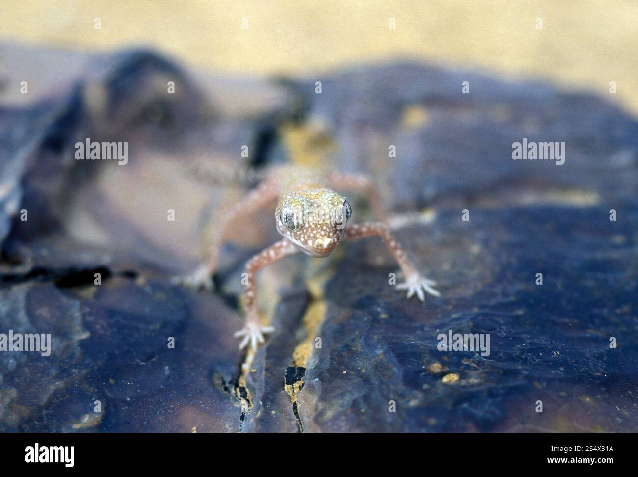 Animali del deserto nel paesaggio e nella natura nel deserto bianco vicino al villaggio di Farafra nel deserto libiano o occidentale dell'Egitto nel nord africa. Foto Stock