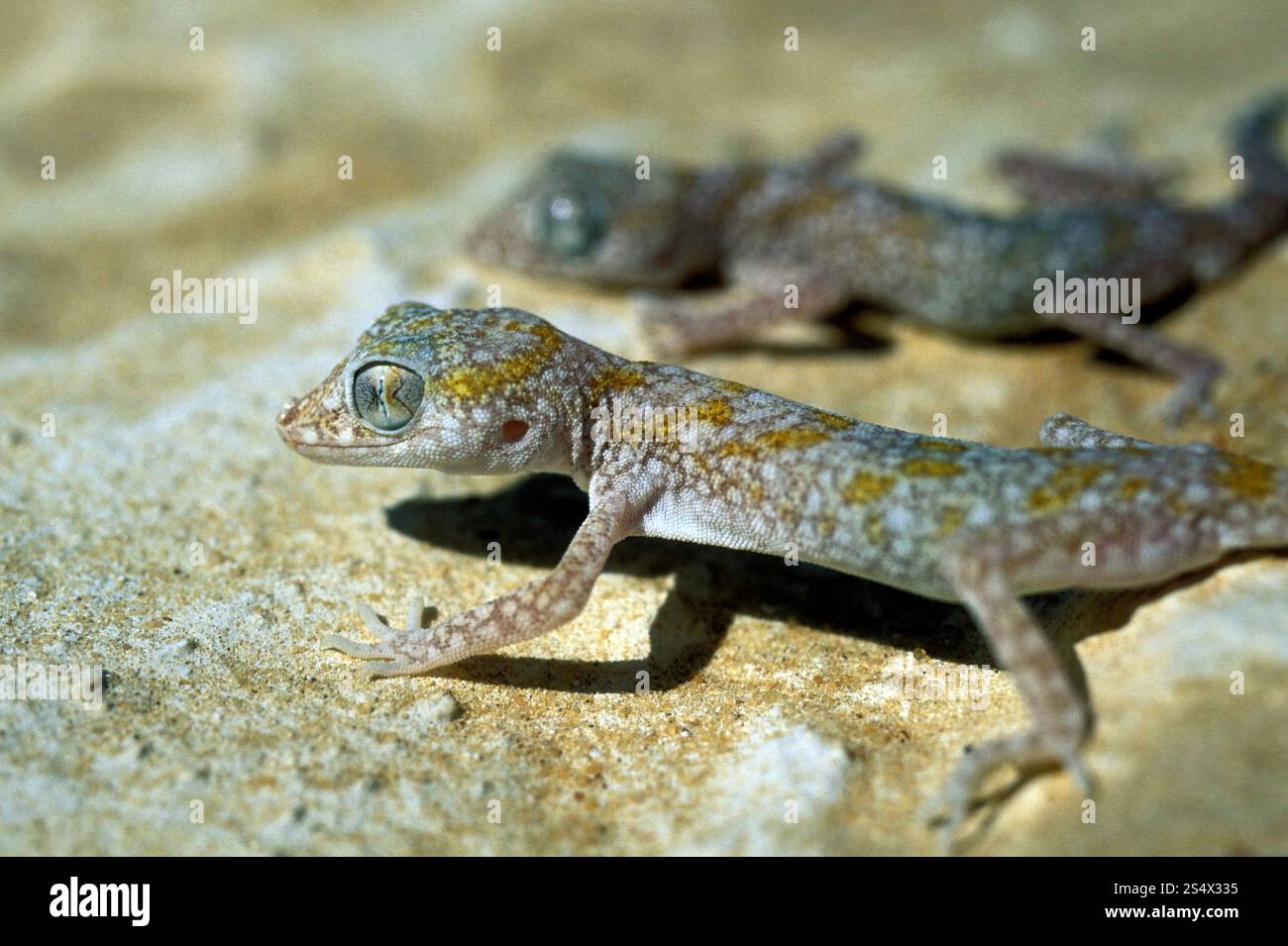 Animali del deserto nel paesaggio e nella natura nel deserto bianco vicino al villaggio di Farafra nel deserto libiano o occidentale dell'Egitto nel nord africa. Foto Stock
