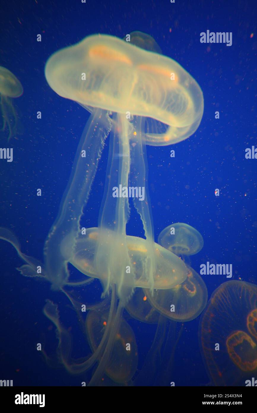 L'Aquarium Underwater World sull'Isola di Sentosa nella citta' di Singapore a Southeastasia. ASIA SINGAPORE CITTÀ SENTOSA SOTTOMARINA JELLY FISH Foto Stock