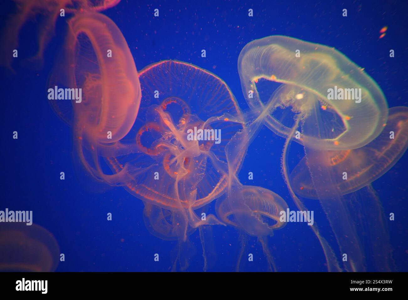 L'Aquarium Underwater World sull'Isola di Sentosa nella citta' di Singapore a Southeastasia. ASIA SINGAPORE CITTÀ SENTOSA SOTTOMARINA JELLY FISH Foto Stock