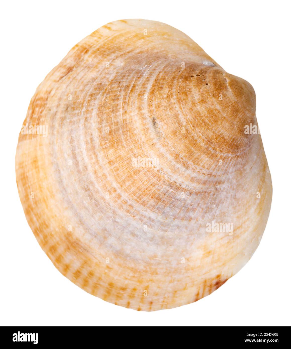 Mare venere mollusco clam shell isolata su sfondo bianco Foto Stock
