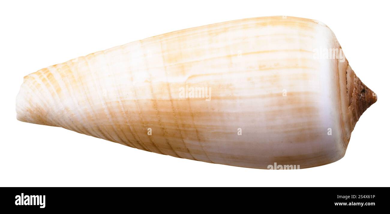 Conchiglia dei molluschi di mare lumaca cono isolato su sfondo bianco Foto Stock