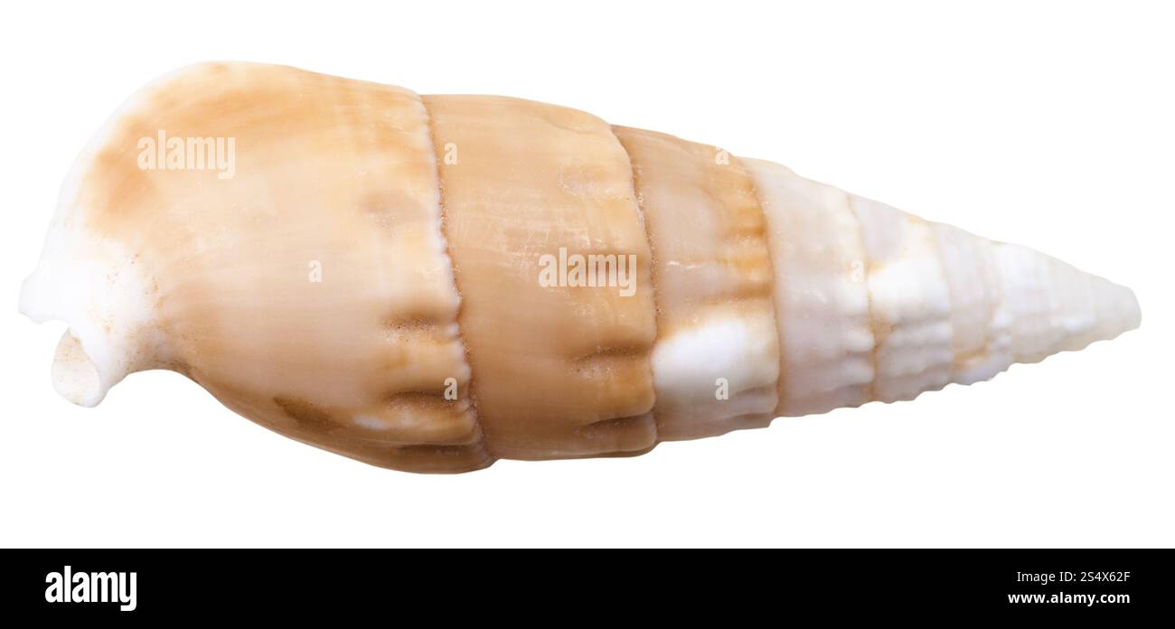 Cono di mare mollusco shell isolata su sfondo bianco Foto Stock