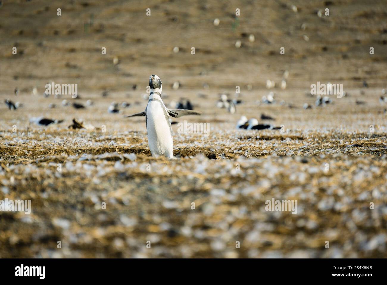 Colonia di pinguini di Magellano, -Spheniscus magellanicus-, Isola di Magdalena, stretto di Magellano, Patagonia, Repubblica del Cile, Sud America Foto Stock
