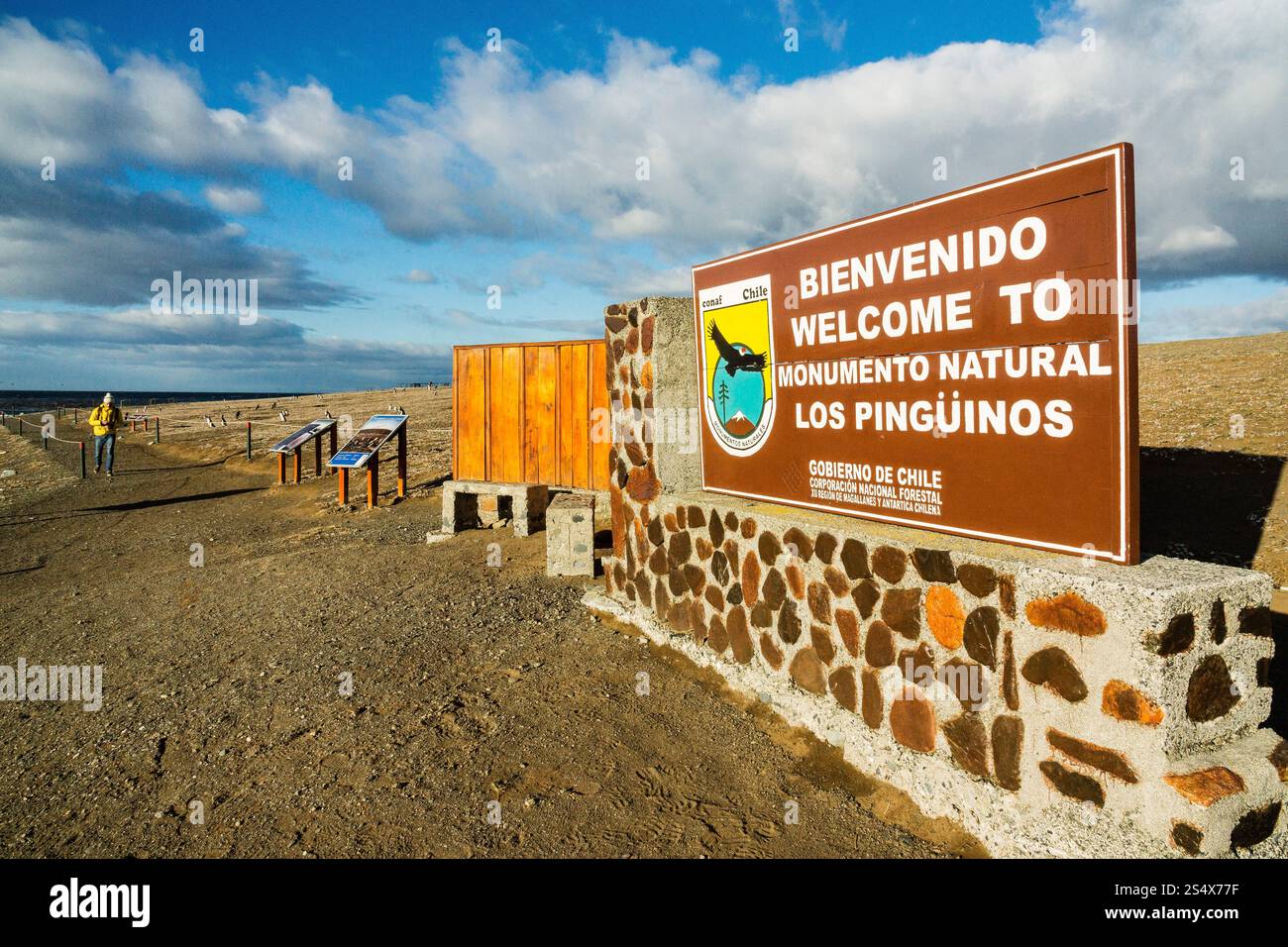 Colonia di pinguini di Magellano, -Spheniscus magellanicus-, Isola di Magdalena, stretto di Magellano, Patagonia, Repubblica del Cile, Sud America Foto Stock