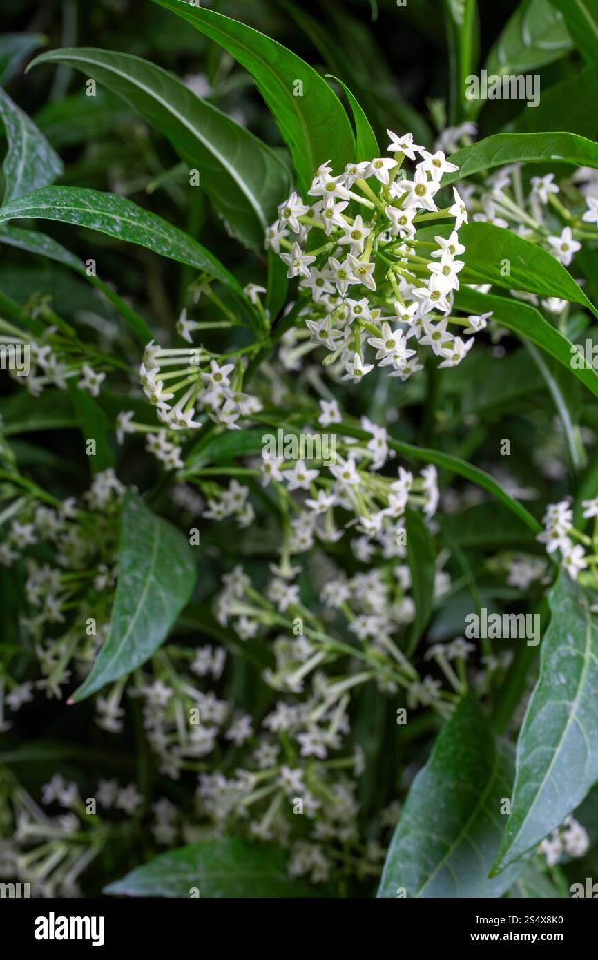 Cestrum Nocturnum o Night Blooming Jasmine, la pianta che ha profumo di notte Foto Stock
