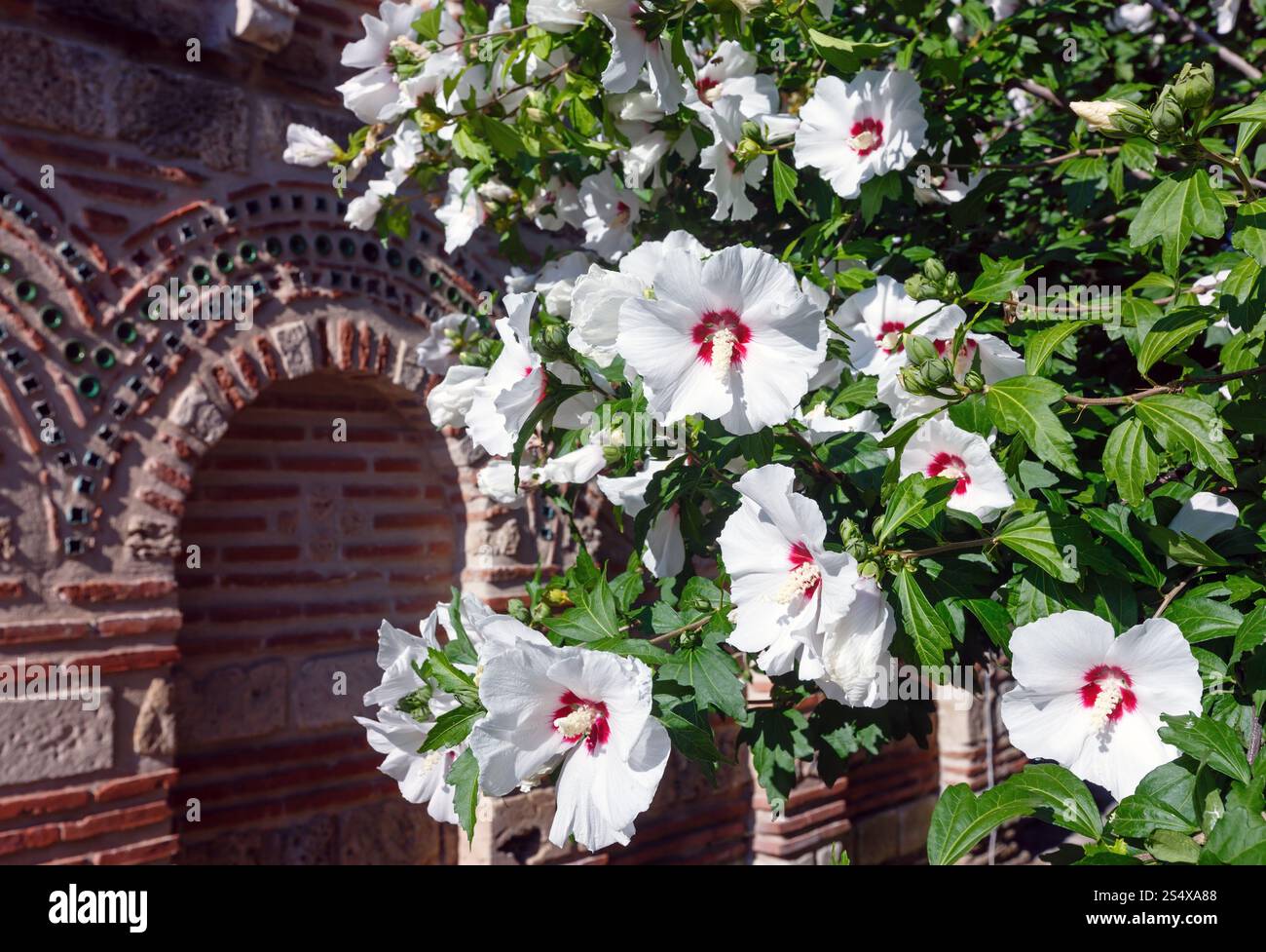 Boccola con fiori di colore bianco closeup vicino alla chiesa. Foto Stock