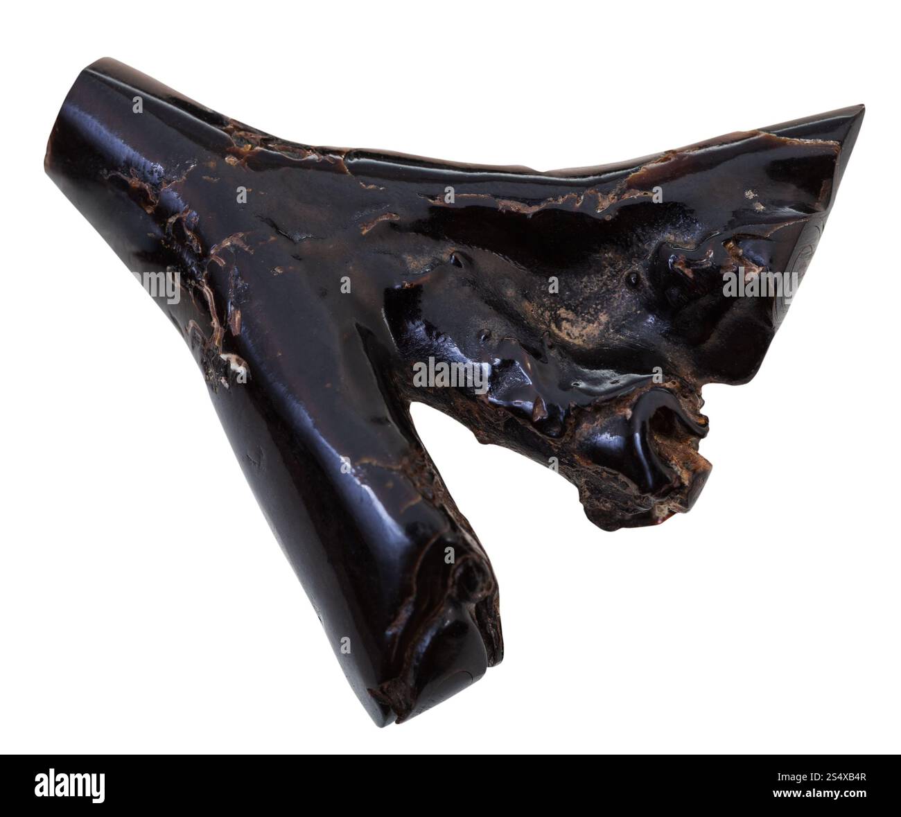 Essiccato rametto di corallo nero per la collana sisolated su sfondo bianco Foto Stock