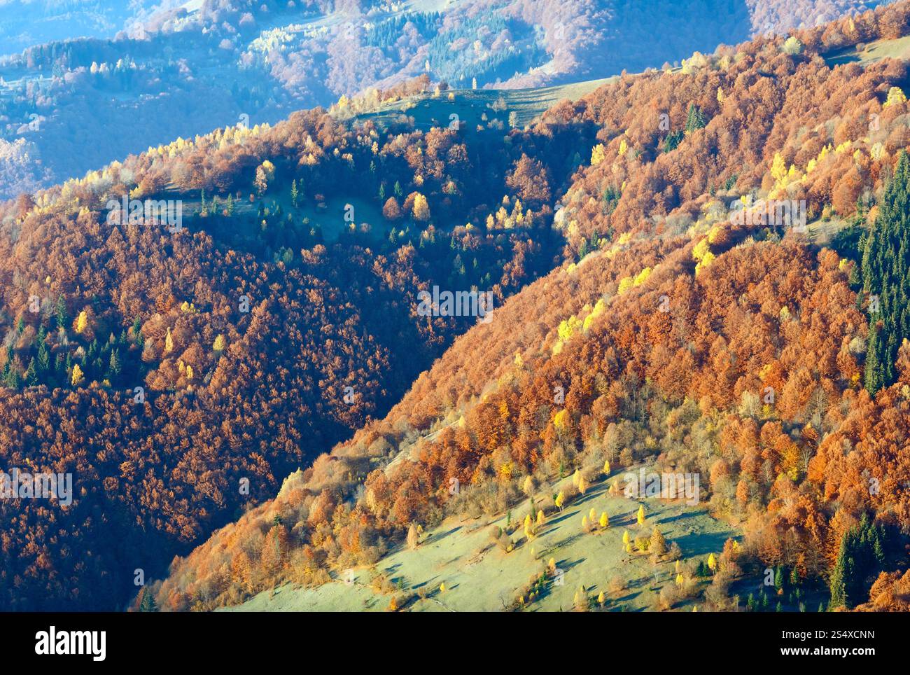 Foresta colorata sul pendio in montagna nebbiosa d'autunno. Foto Stock