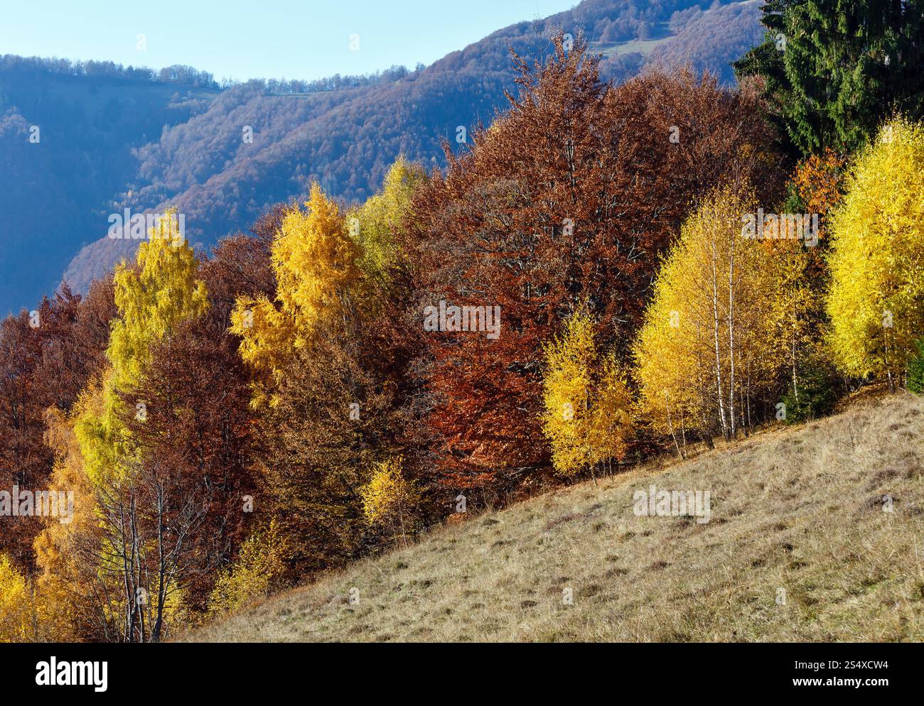 Autunno misty mountain view con fogliame giallo di betulla sul pendio. Foto Stock