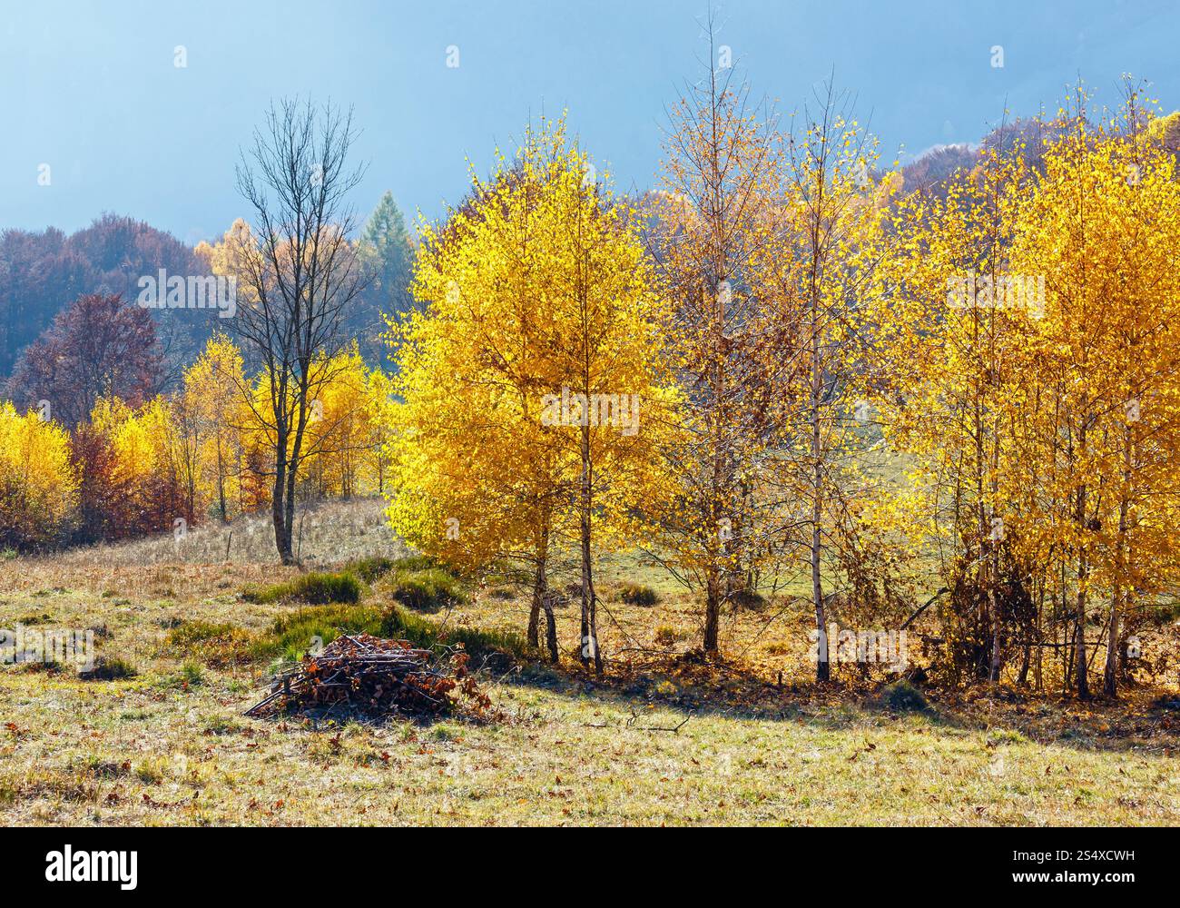 Autunno misty mountain view con fogliame giallo di betulla sul pendio. Foto Stock