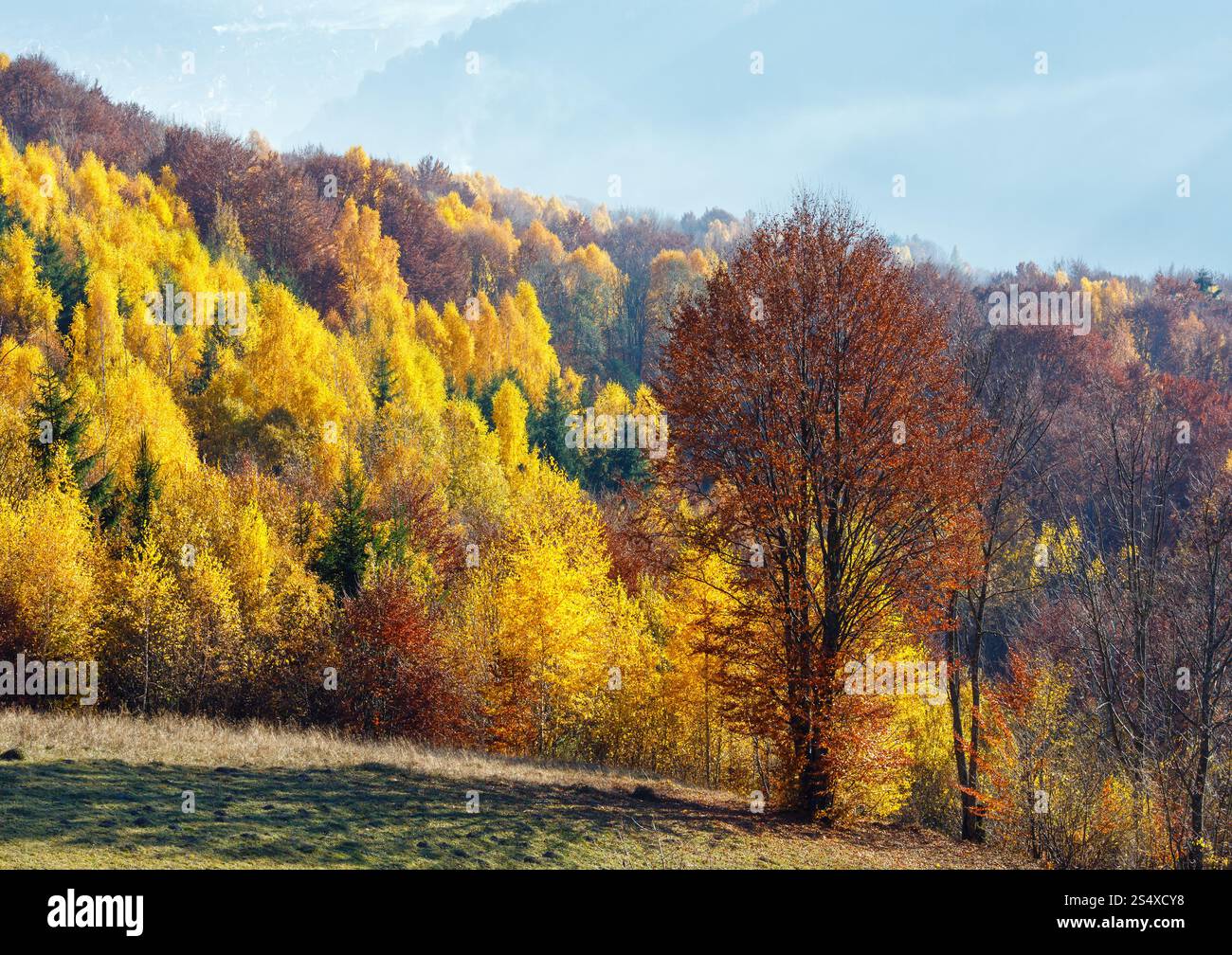 Autunno misty mountain view con fogliame giallo di betulla sul pendio. Foto Stock