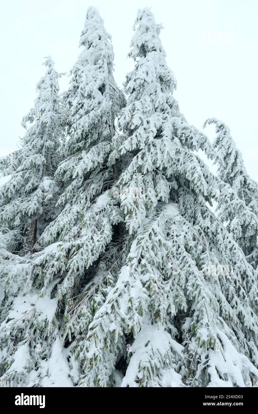 Snowy branchy abeti su sfondo con cielo nuvoloso. Foto Stock