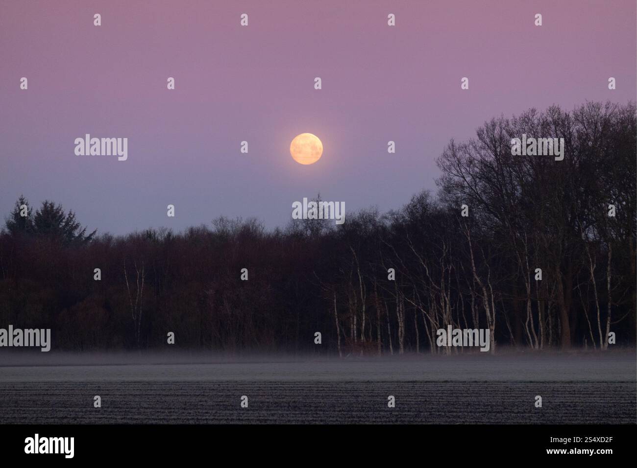 Luna piena sulla foresta poco prima dell'alba, nella nebbia di terra in primo piano su un campo Foto Stock