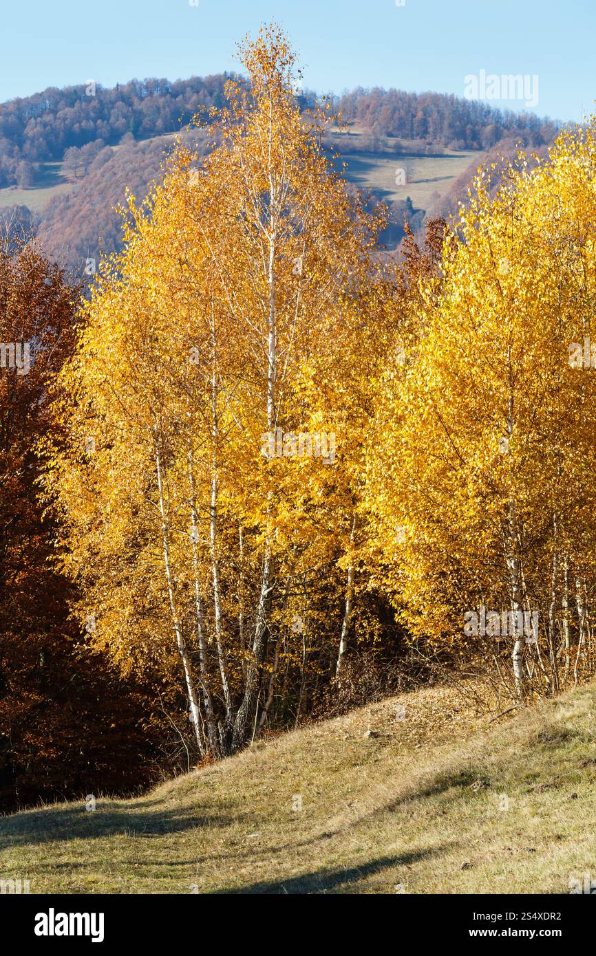 Autunno vista montagna con fogliame giallo di betulla sul pendio. Foto Stock