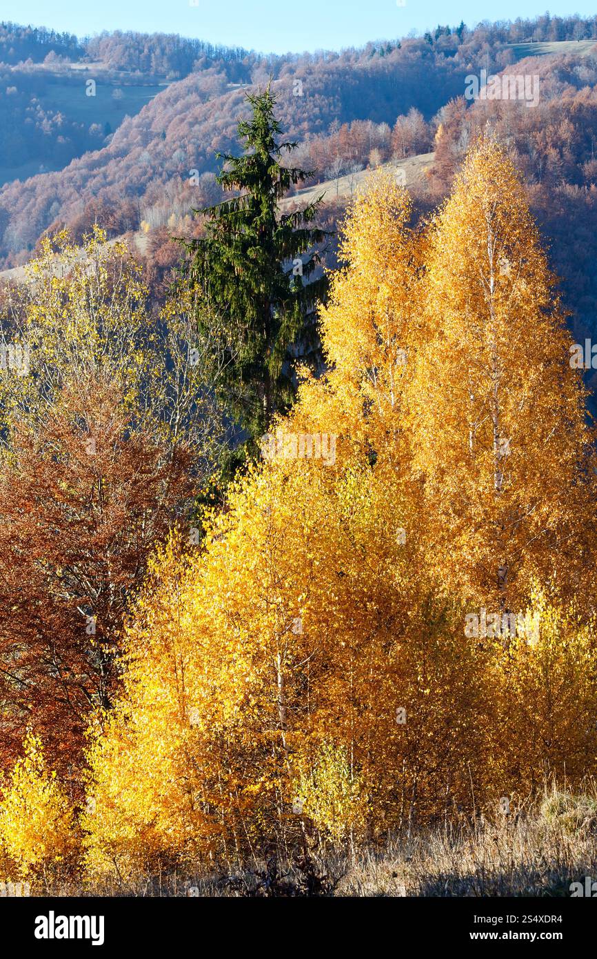 Autunno misty mountain view con fogliame giallo di betulla sul pendio. Foto Stock