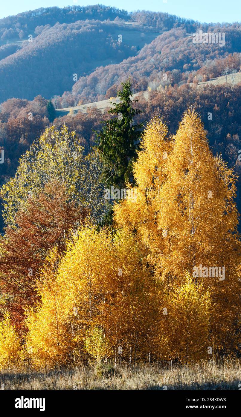 Autunno misty mountain view con fogliame giallo di betulla sul pendio. Foto Stock
