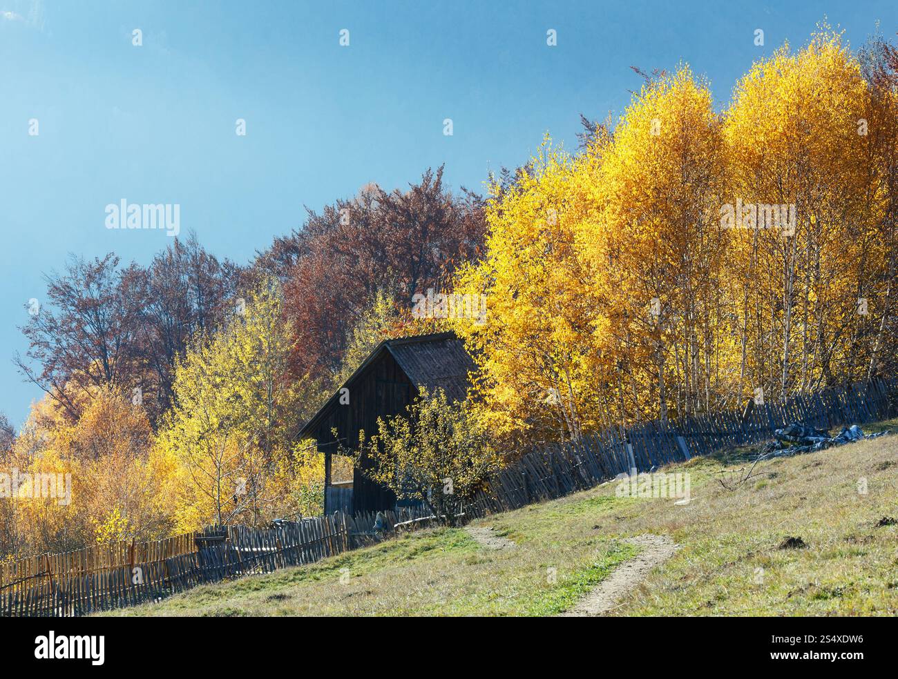 Autunno misty pendio di montagna con fienile dietro il recinto e il giallo di betulle. Foto Stock