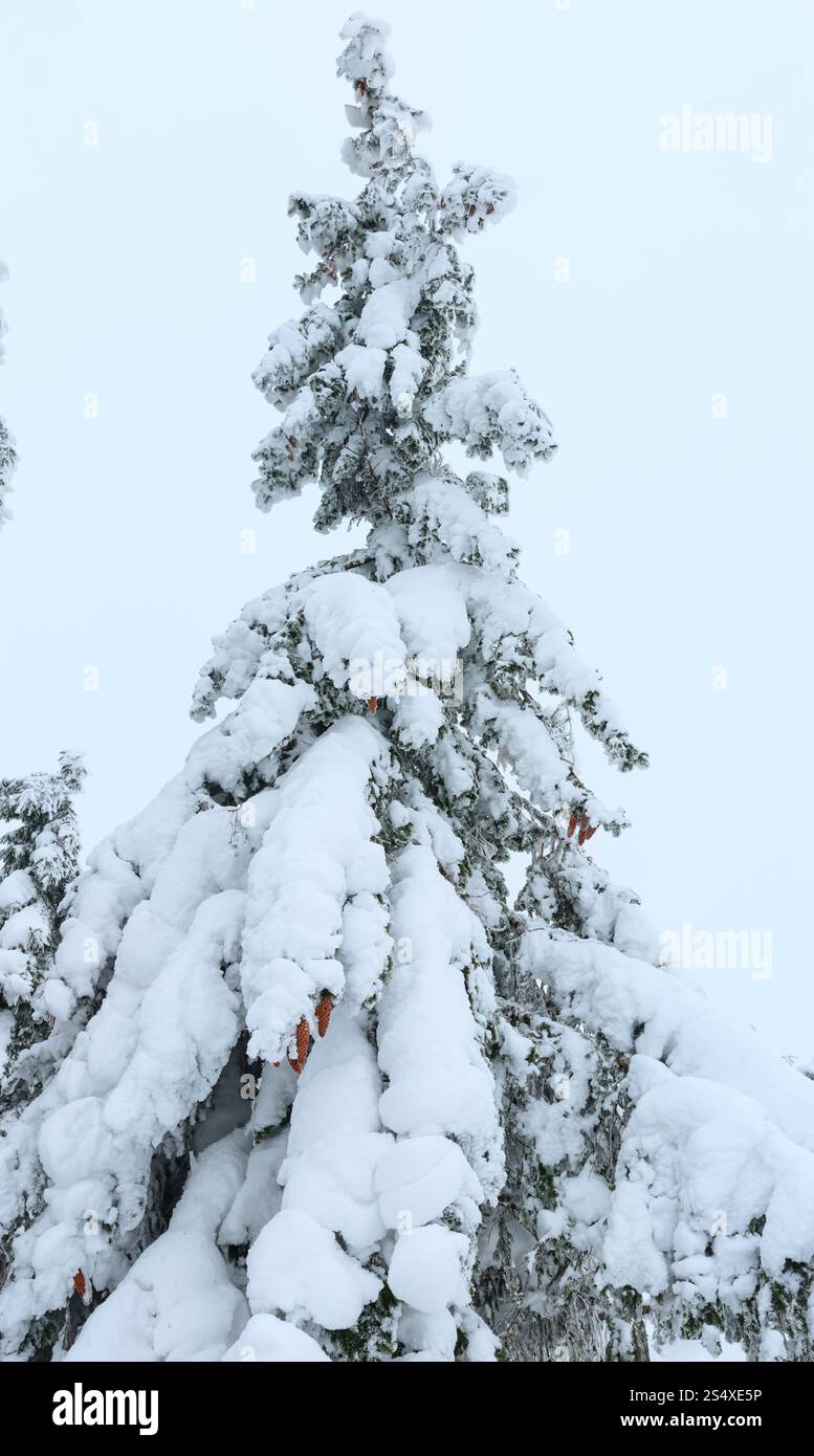 Snowy branchy abeti con rocche su sfondo con cielo nuvoloso. Foto Stock