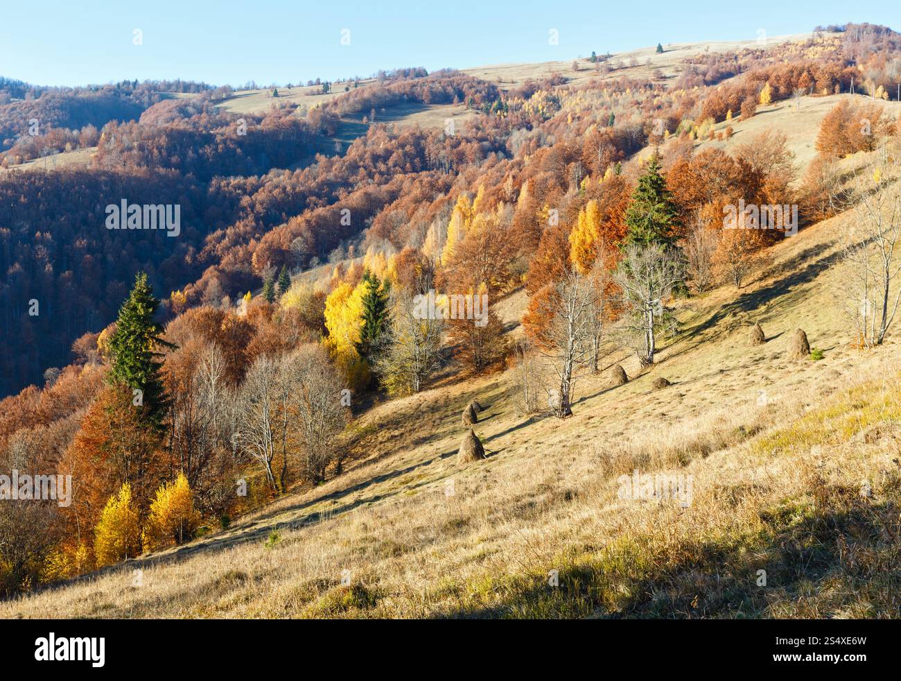 Autunno pendio di montagna con alberi colorati e haystacks. Foto Stock