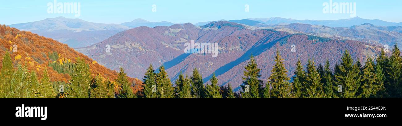Autunno brumoso paesaggio di montagna con alberi colorati sul pendio e abeti di fronte. Foto Stock