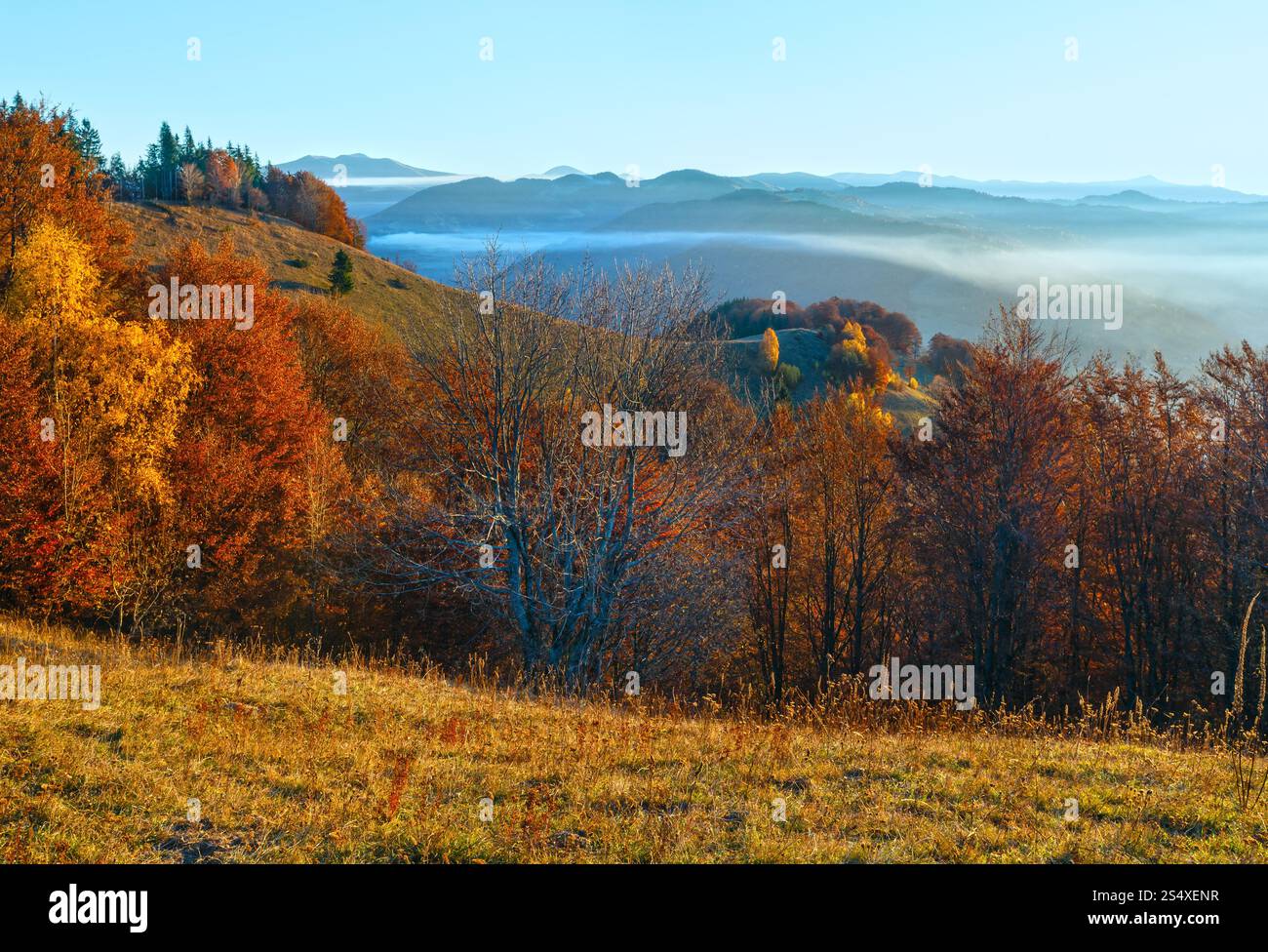 Nebbia di mattina in autunno Carpazi. Paesaggio di montagna con alberi colorati sul pendio. Foto Stock