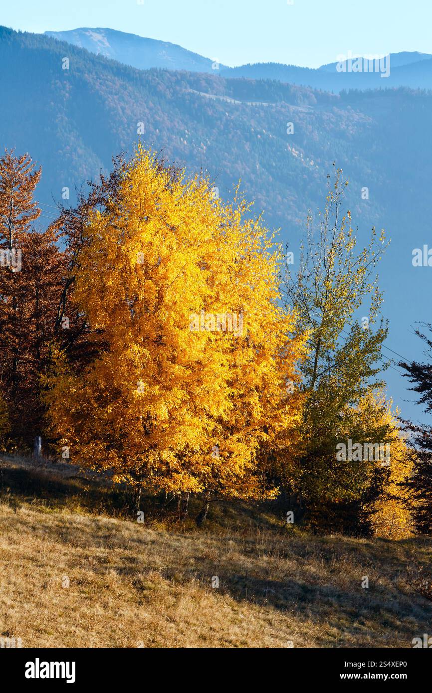 Beautiful golden betulle misty autunno pendio di montagna. Foto Stock