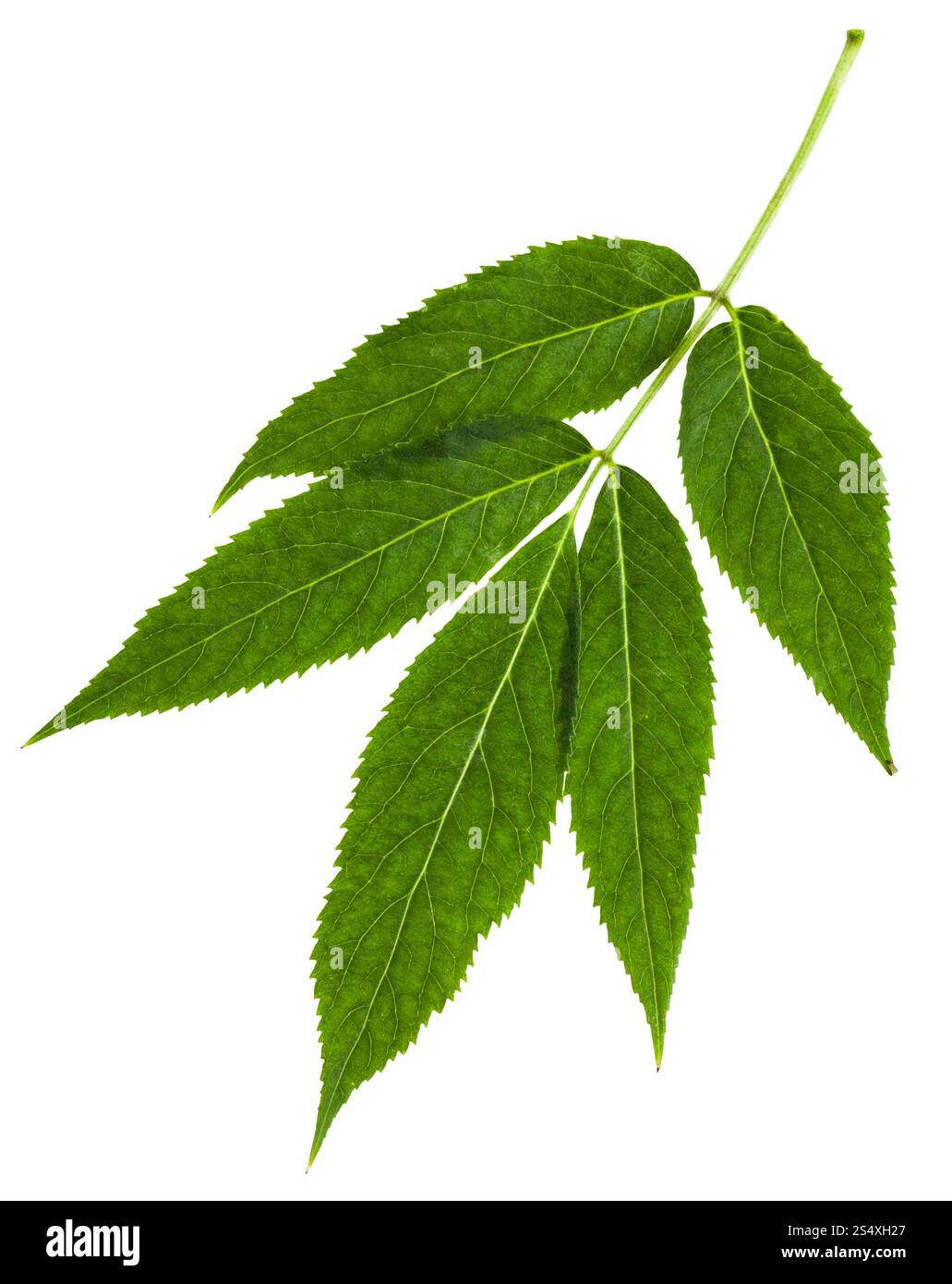 Ramoscello con foglie verdi di rosso Sambuco (a bacca rossa) elder sambucus racemosa isolati su sfondo bianco Foto Stock