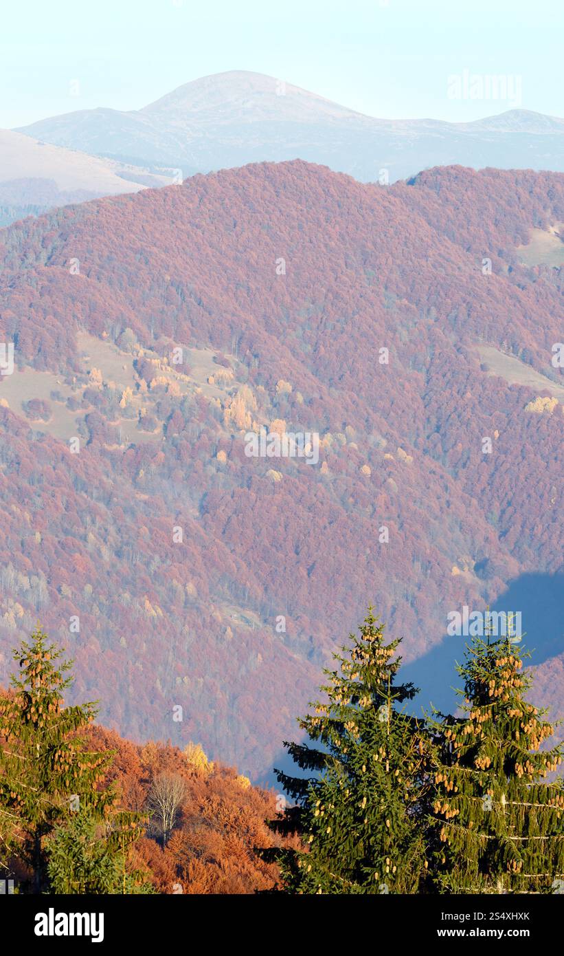 Autunno brumoso paesaggio di montagna con alberi colorati sul pendio e abeti di fronte. Foto Stock