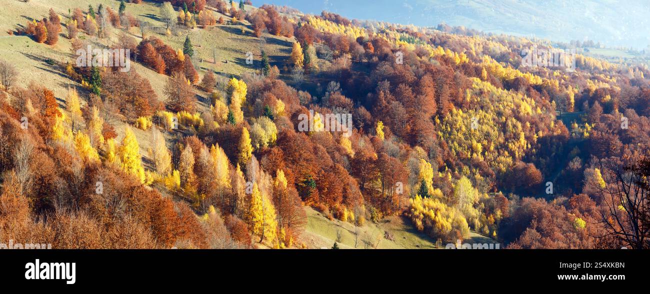 Colorata foresta sul pendio in autunno misty mountain. Panorama. Foto Stock