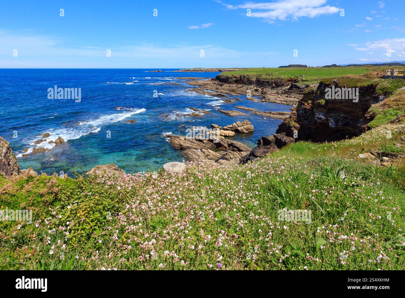 Fioritura estiva costa Atlantica paesaggio con fiori di colore bianco (vicino a Los Castri e fortezze beach, Galizia, Spagna). Foto Stock