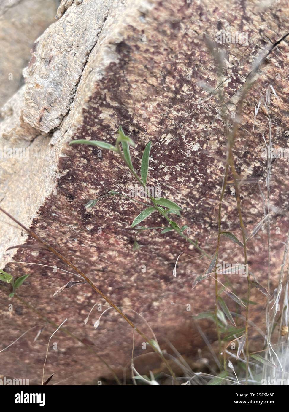 Occhi azzurri dell'Arizona (Evolvulus arizonicus) Foto Stock