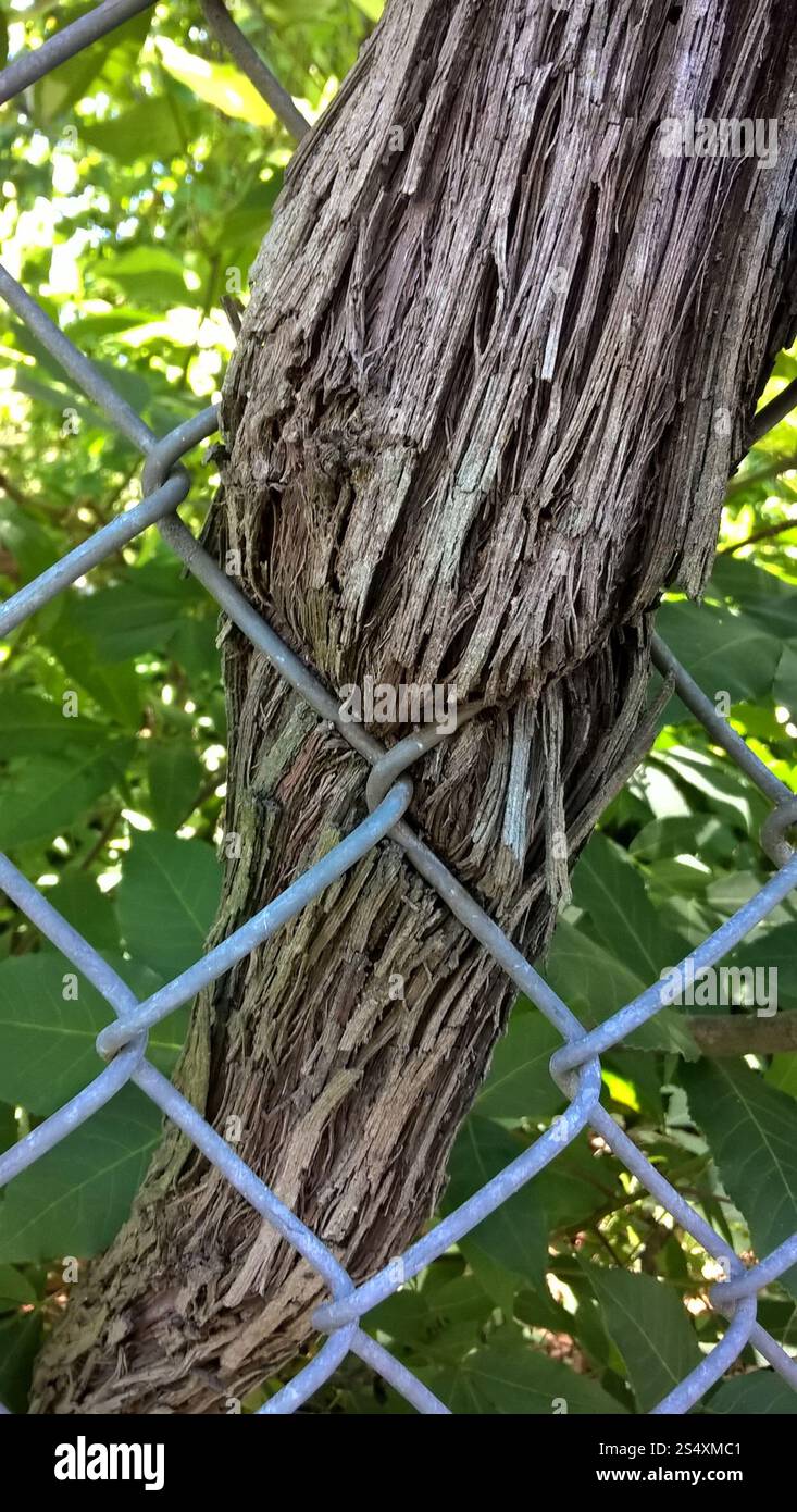 Muscadina (Vitis rotundifolia) Foto Stock