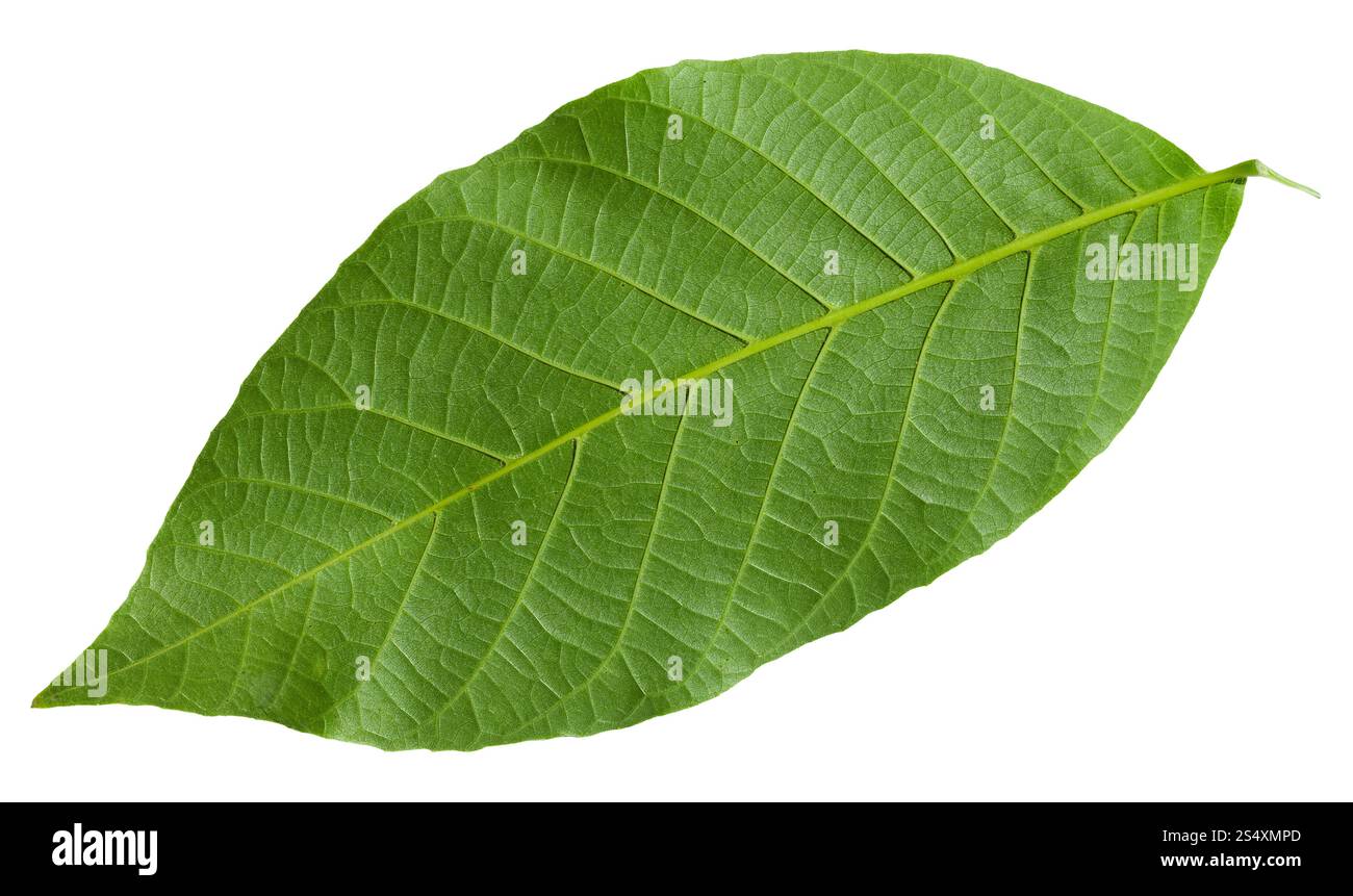 Lato posteriore della foglia verde del comune albero di noce (Juglans regia, persiano noce, Noce inglese) isolato su sfondo bianco Foto Stock