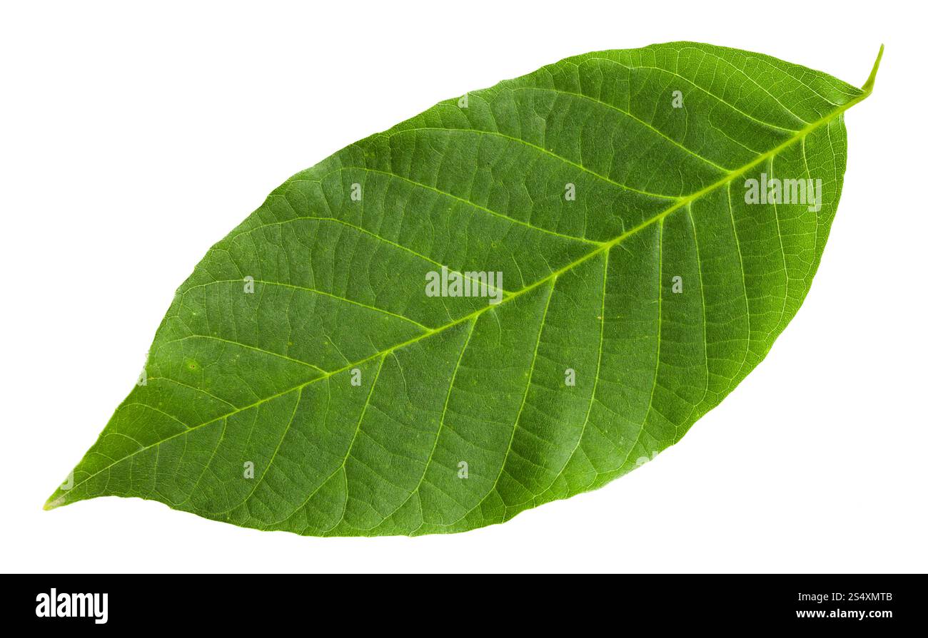 Foglia verde del comune albero di noce (Juglans regia, persiano noce, Noce inglese) isolato su sfondo bianco Foto Stock