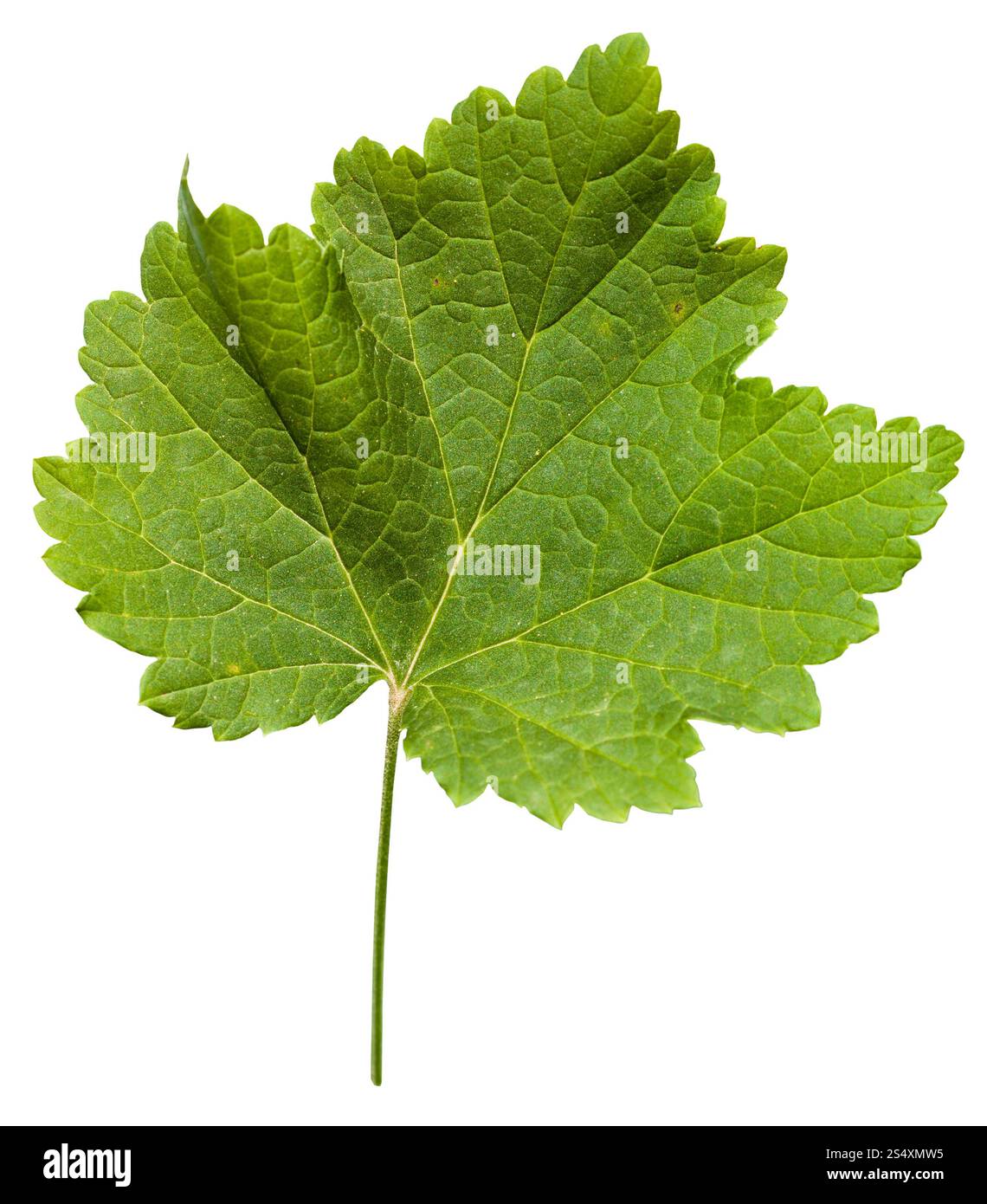 Foglie fresche di vitigno impianto (Vitis vinifera) isolato su sfondo bianco Foto Stock