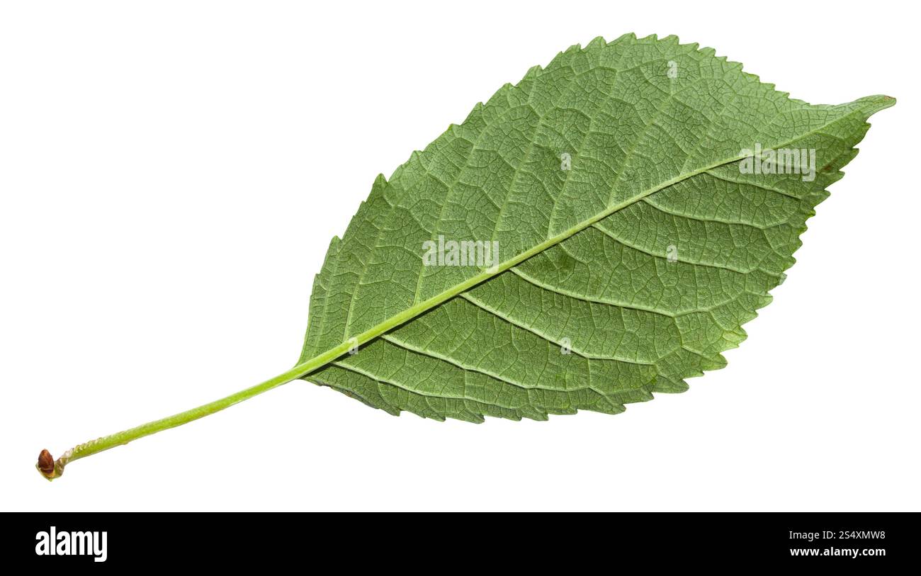 Lato posteriore foglia verde dolce di ciliegio (Prunus avium, ciliegio selvatico) isolato su sfondo bianco Foto Stock