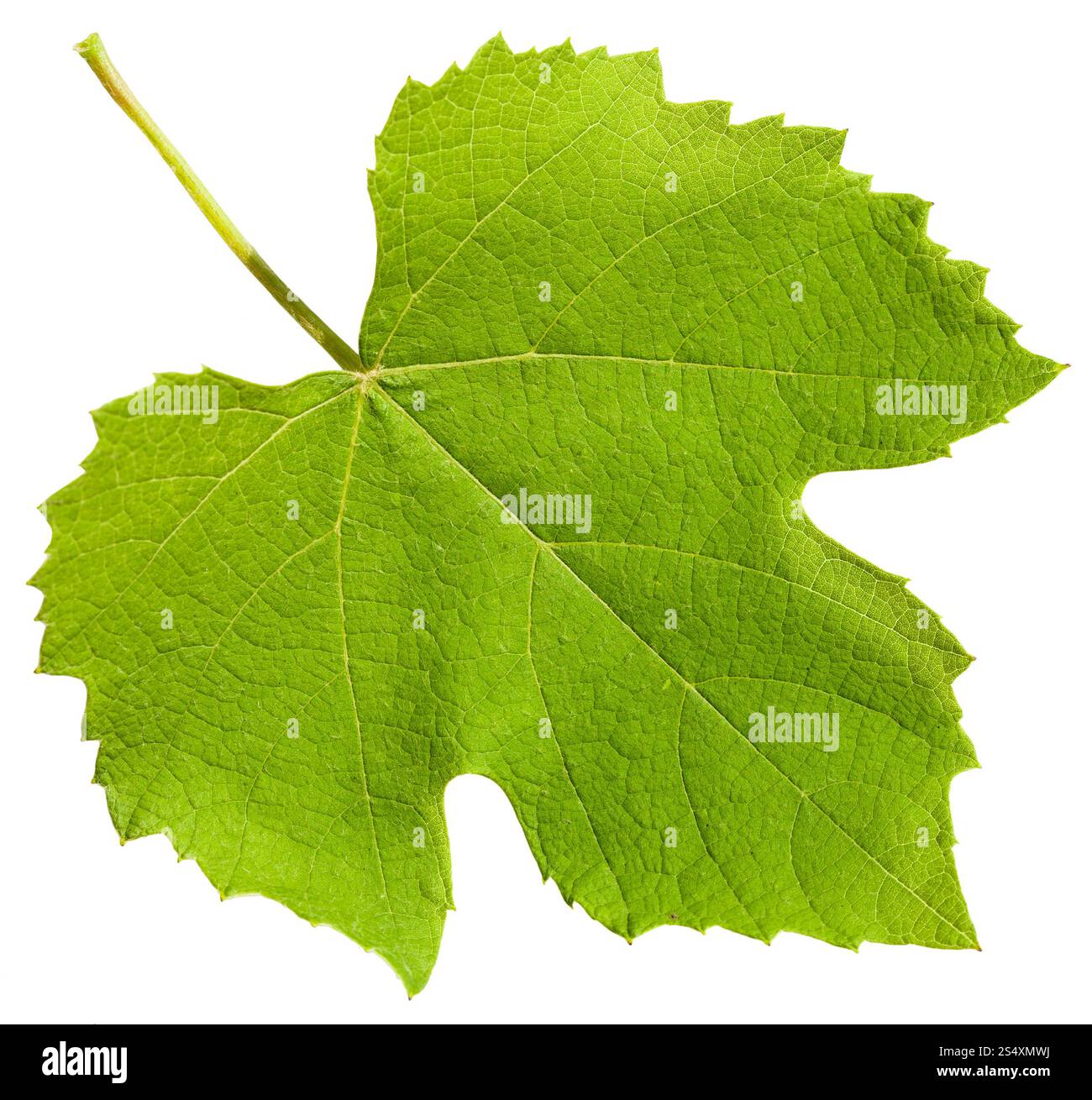 Foglia verde del vitigno impianto (Vitis vinifera) isolato su sfondo bianco Foto Stock