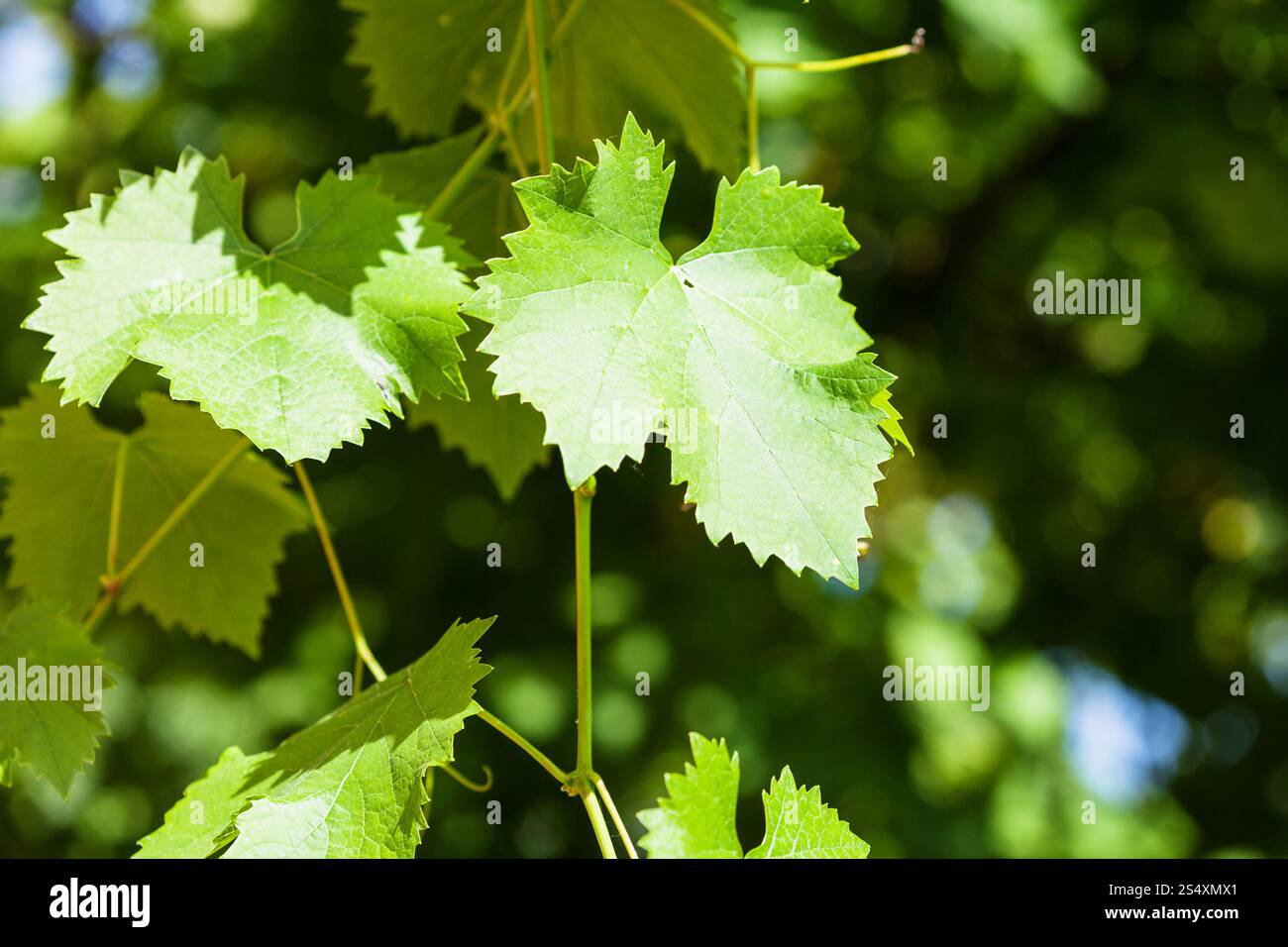 Vitigno in verde vigneto nella giornata di sole Foto Stock
