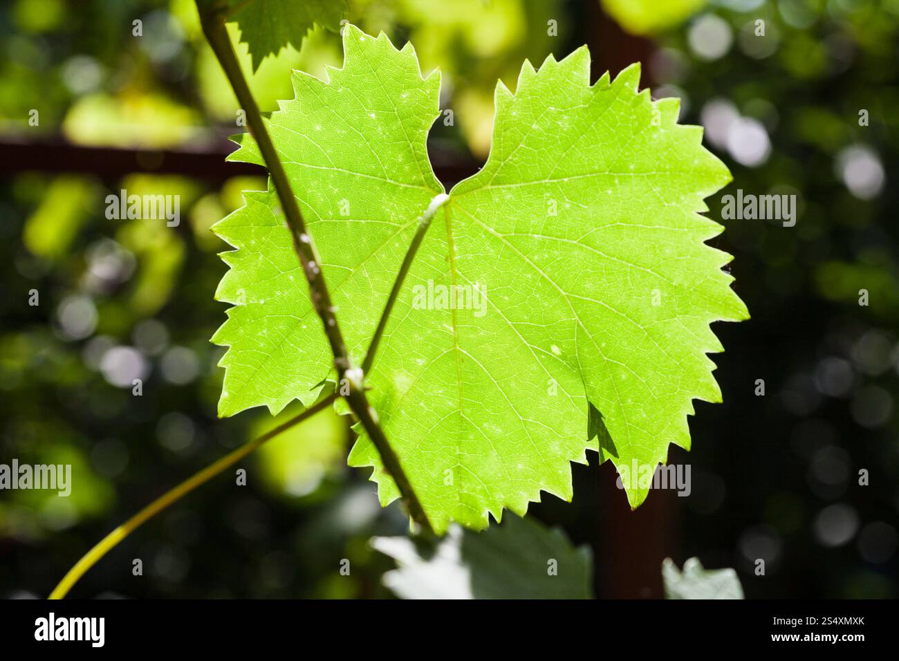 Foglia verde di uva illuminata dal sole in verde vigneto nella giornata di sole Foto Stock