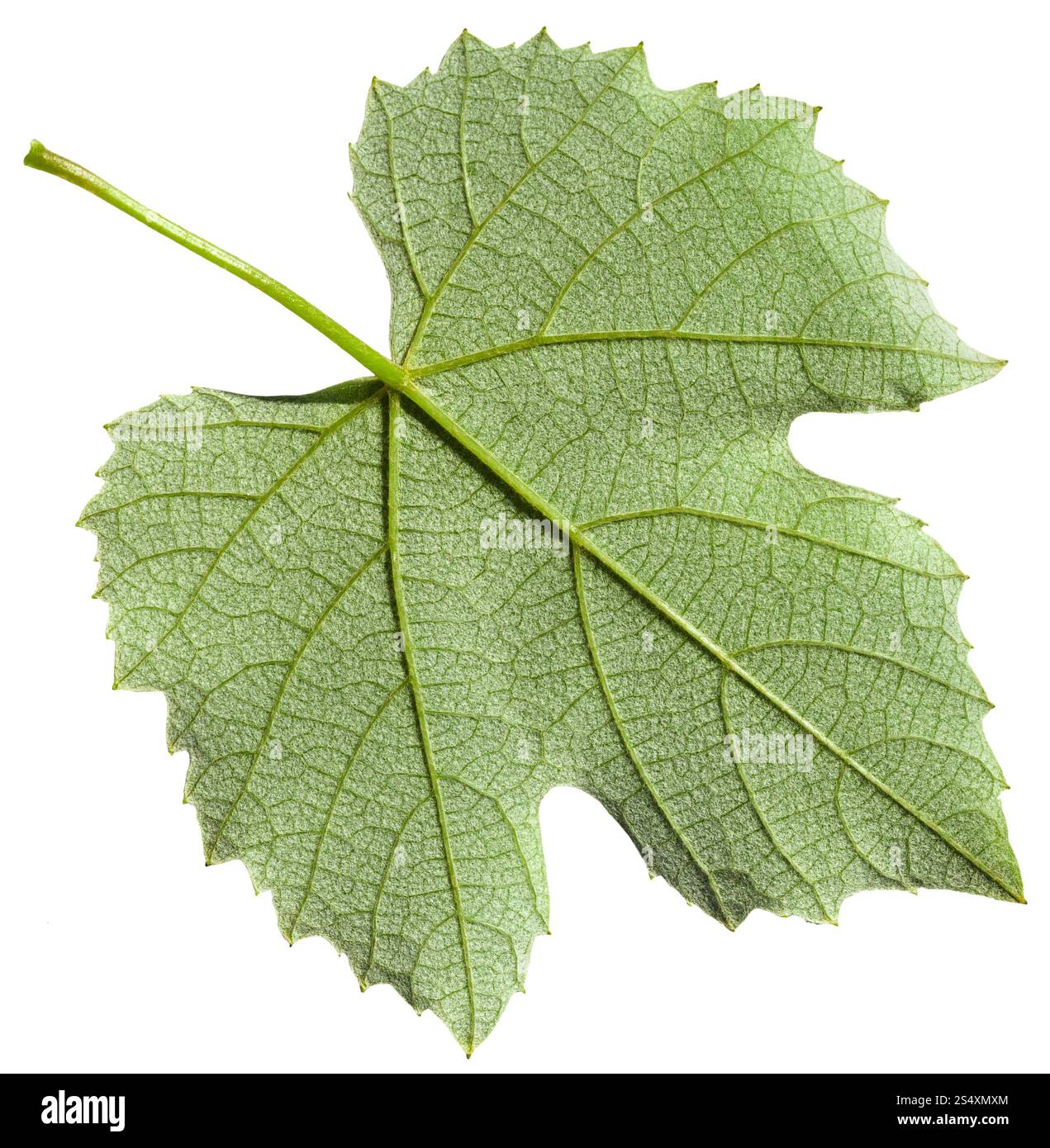 Lato posteriore della foglia verde del vitigno impianto (Vitis vinifera) isolato su sfondo bianco Foto Stock