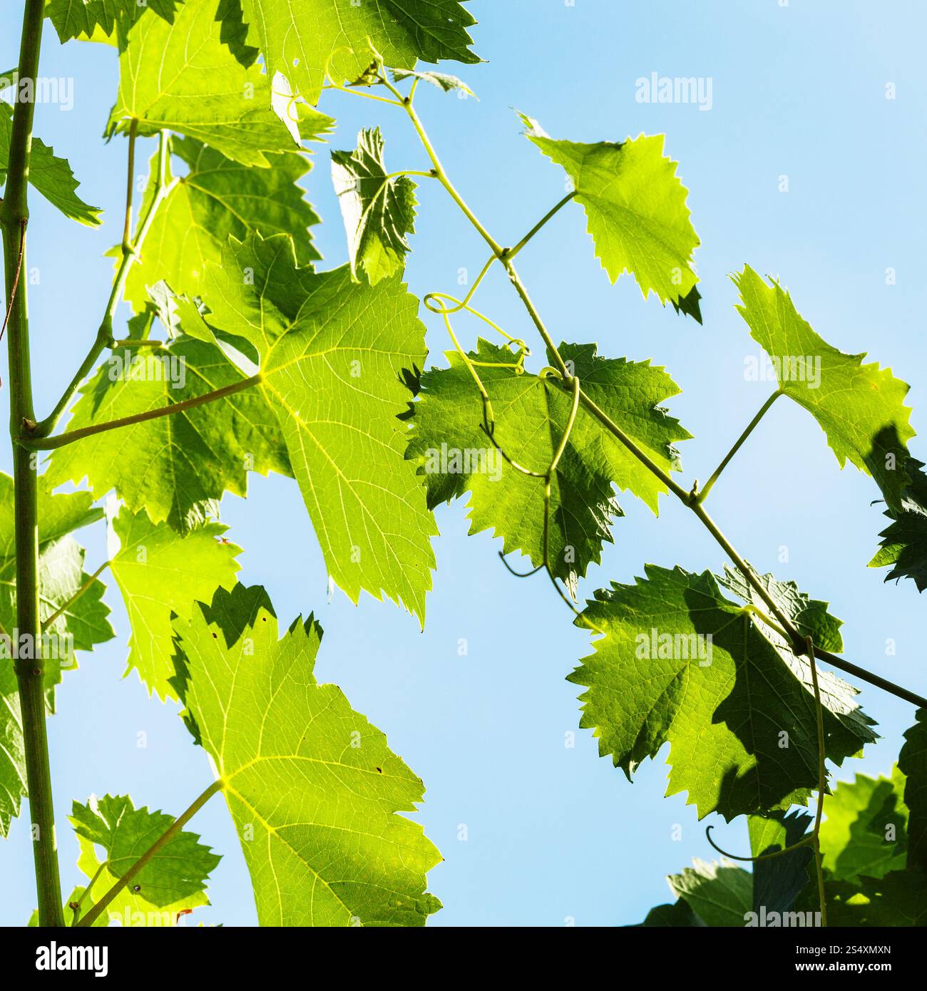 Il verde delle foglie di uva e cielo azzurro sfondo nella giornata di sole Foto Stock