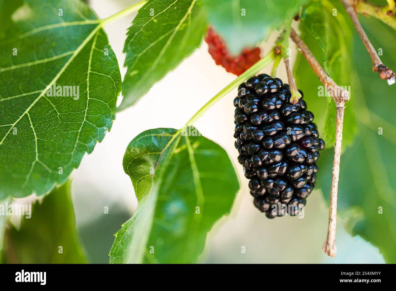 Mature Black Berry su Morus tree (nero mulberry, blackberry, Morus nigra) close up nella giornata di sole Foto Stock