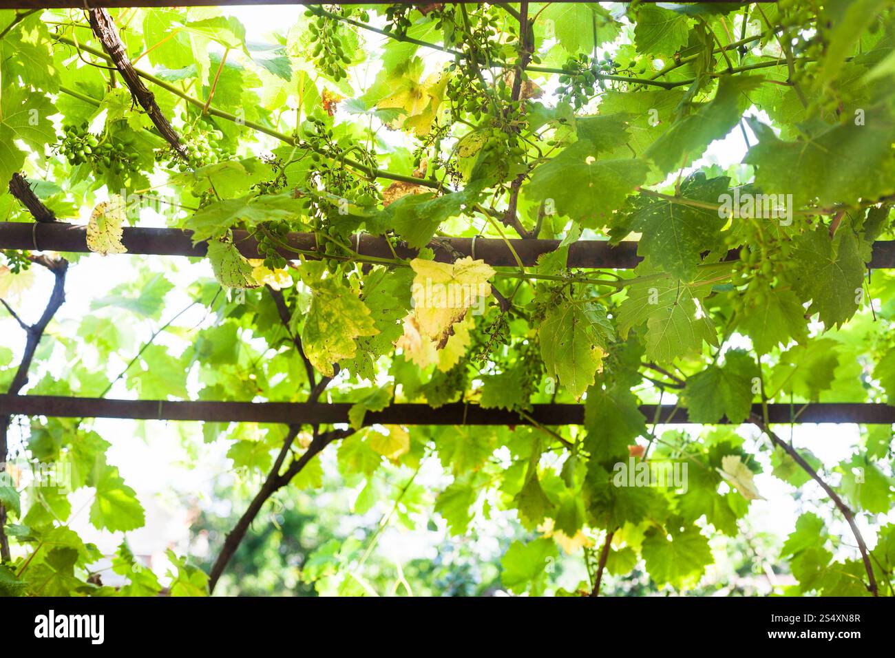 Uva verde in vigna nel cortile rurale in estate Foto Stock