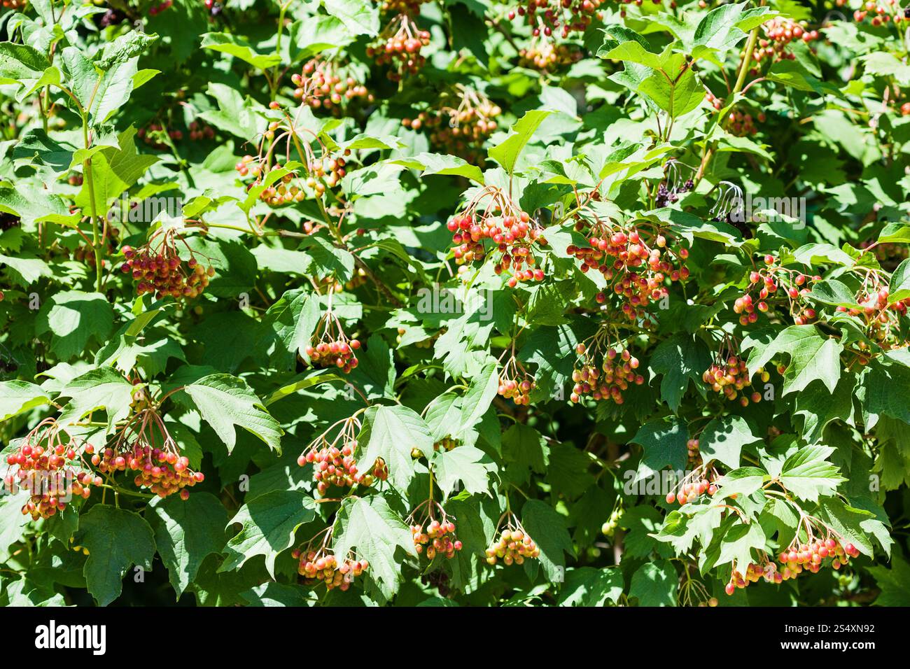 Boccole di Viburnum impianto (Viburnum opulus, viburno rose) con frutti in estate Foto Stock
