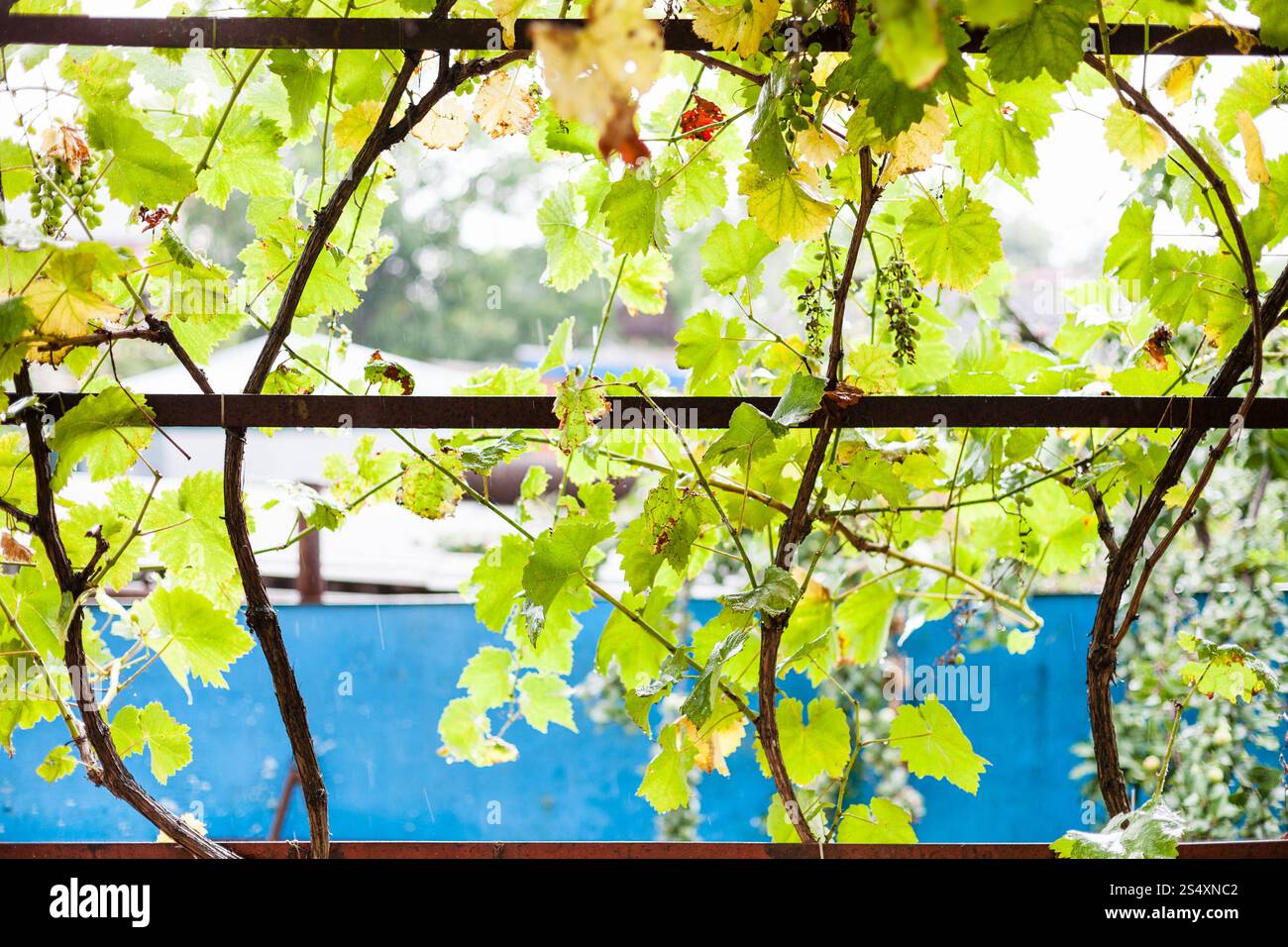 Vitigno di uve sul cortile della casa di campagna in estate piovosa giornata Foto Stock