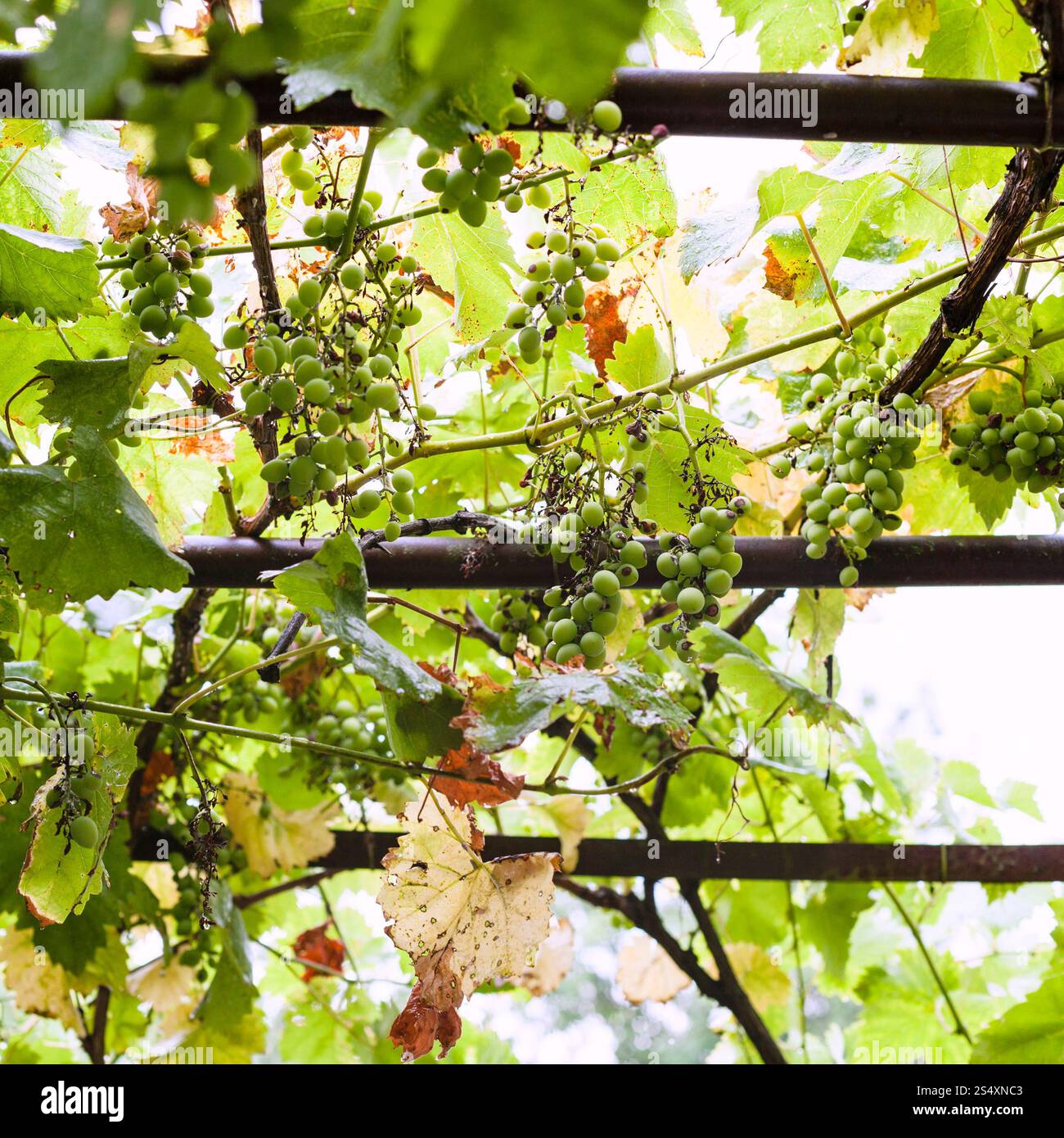 Uva verde sul cortile della casa di campagna in estate piovosa giornata Foto Stock