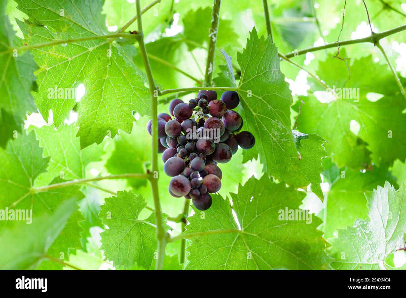 Mazzetto di ripe rosso scuro uve Nel verde fogliame in giorno di estate Foto Stock
