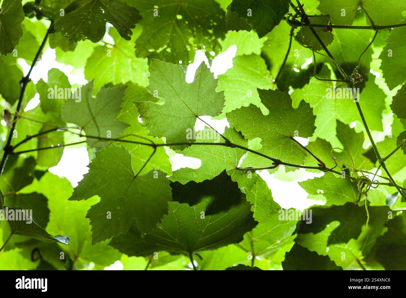 Sfondo naturale - umido uva verde fogliame della vigna in Rain Foto Stock