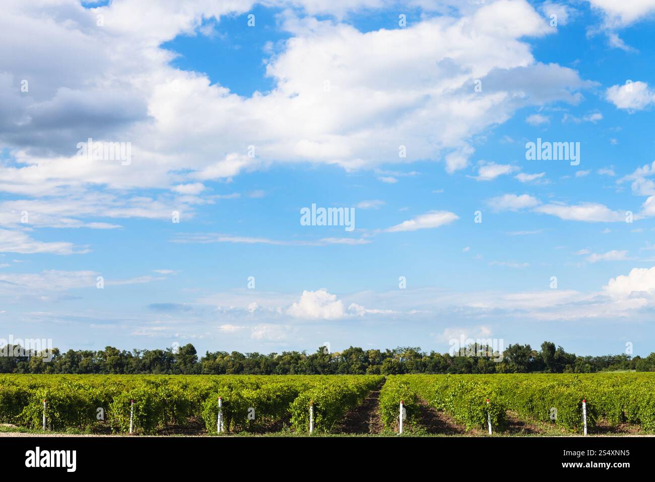 Il cielo blu con nuvole bianche su vigneti nella soleggiata giornata estiva, Taman - vitigno Phanagoria regione, Kuban, Russia Foto Stock